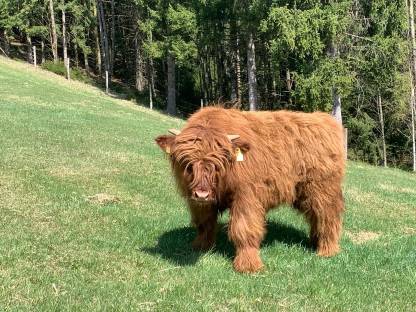 Bild 8:Hochlandrind Zuchttiere - CANADIEN SELECTION, Herdbuch, Bio