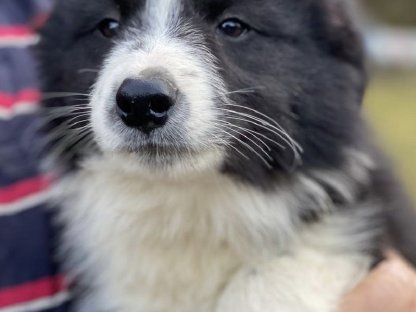 Bild 4:Border Collie Welpen
