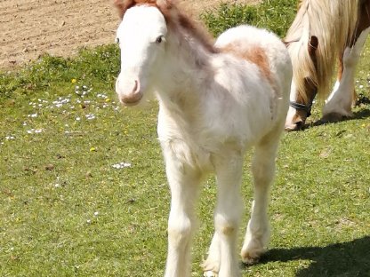 Bild 2:Drum Horse Fohlen