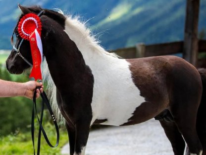 Bild 3:Amerikanisches Miniaturhorse Hengst