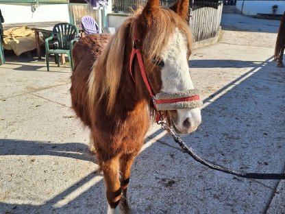 Bild 3:Fast zweijährige Tinker-Mix Stute
