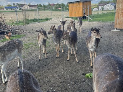 Bild 5:Damwild Spießer