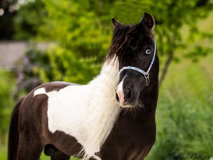 Bild 8:Amerikanisches Miniaturhorse Hengst