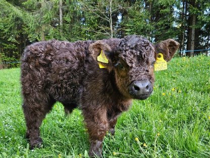 Bild 5:Bio Galloway Ochse Idefix