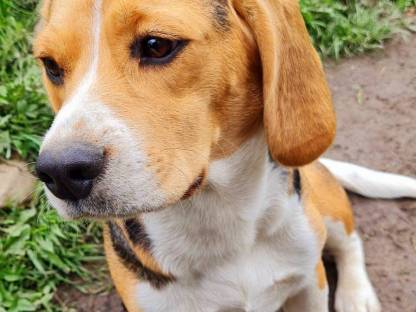Bild 7:Beagle Welpen