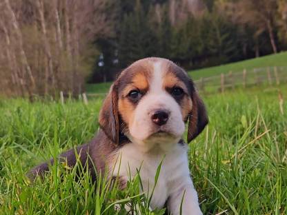 Bild 4:Beagle Welpen