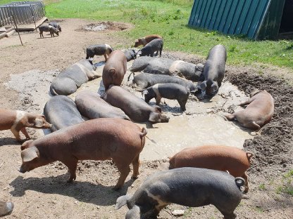 Bild 4:Bio-Ferkel zu verkaufen