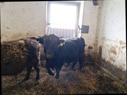 Bild 2:Dexter Jungstier, Deckstier