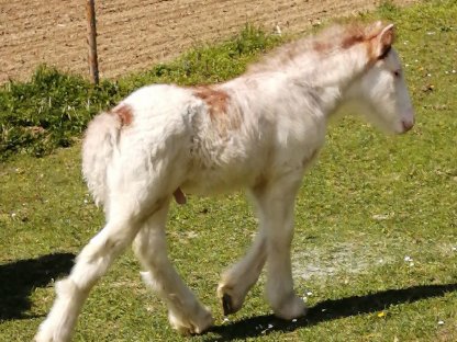 Bild 3:Drum Horse Fohlen