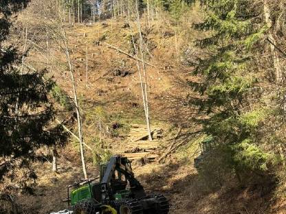Bild 3:Biete Holzschlägerung/Durchforstung