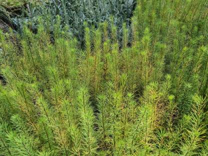 Bild 2:Aufforstung, Kulturpflege, Forst, Akazienstäbe, Verbissschutz