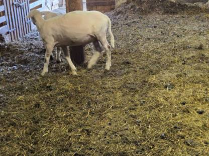 Bild 4:Widder Texl / Bergschaf Mischling
