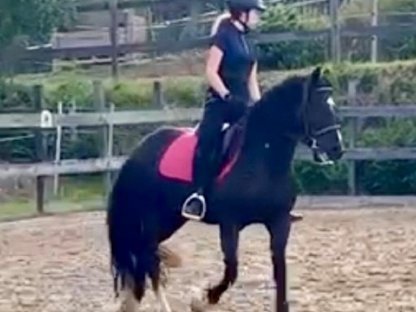 Bild 5:Welsh Cob Stute 7-jährig