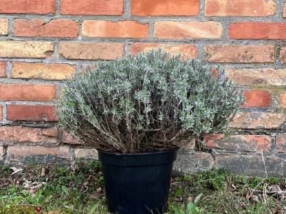 Bild 3:5-jährige Lavendelpflanzen (Lavandula vera)