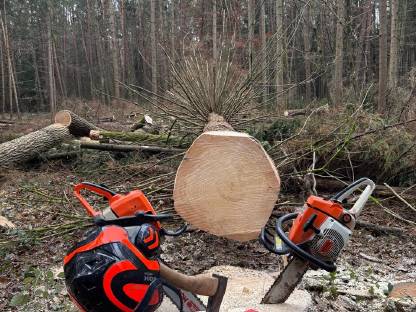 Bild 4:Walddurchforstung und Holzschlägerung