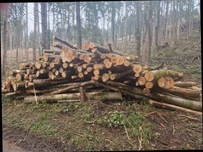 Bild 3:Brennholz Esche lang