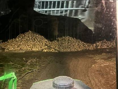 Bild 6:Biete Holzschlägerung/Durchforstung