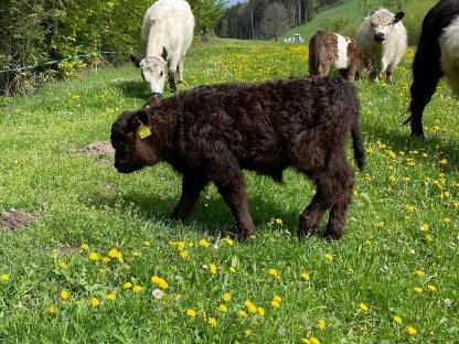 Bild 7:Bio Galloway Ochse Idefix