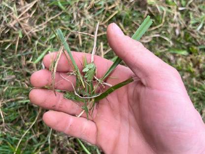 Bild 5:Mulcharbeiten Acker/ Grünland/ Weide/ Wiesenpflege