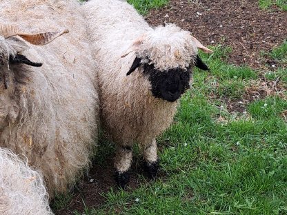 Walliser Schwarznasen Aue