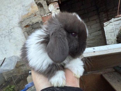 Minilops