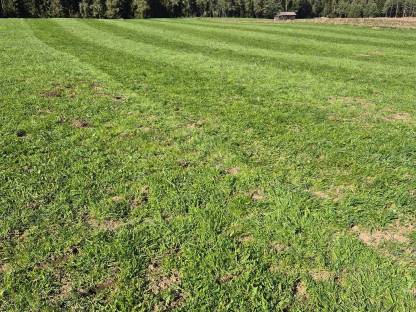 Bild 4:Grünlandboden lockern und belüften