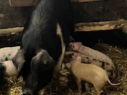 Schweine