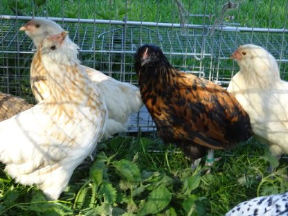 Bild 7:Thüringer Barthuhn