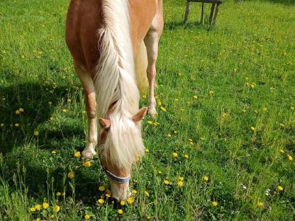Bild 3:4-jährige Haflinger Stute Mosti