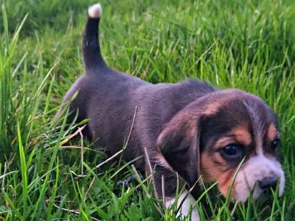 Bild 2:Beagle Welpen