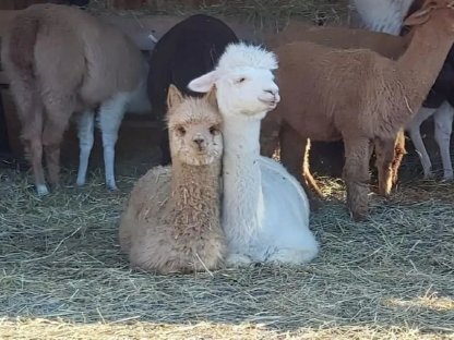 Bild 2:Alpaka Herde - Stuten und Hengste