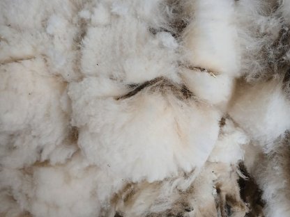 Bild 2:Schafschurwolle