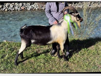 Bild 2:Pfauenziegenbock