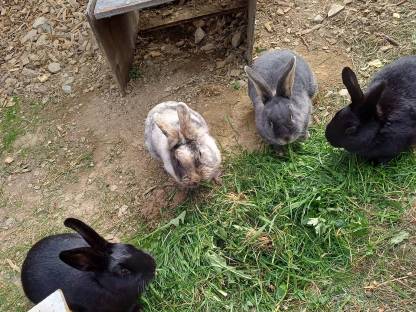 Bild 4:Hasen Weibchen