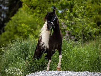 Bild 4:Amerikanisches Miniaturhorse Hengst