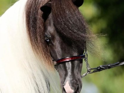 Bild 2:Amerikanisches Miniaturhorse Hengst