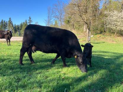 Bio Mutterkuh Angus/Wagyu