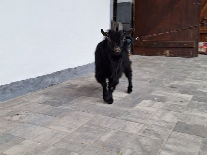 Bild 4:Mini-Zwergziegenbock