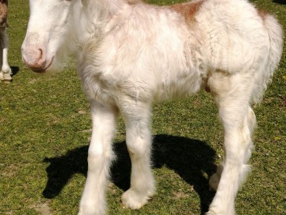 Bild 5:Drum Horse Fohlen