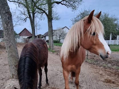 Bild 5:Araber Stute Jährling Rappe (PB)