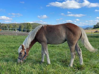 Bild 2:Haflinger Stute Viola