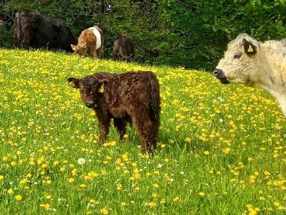 Bild 4:Bio Galloway Ochse Idefix