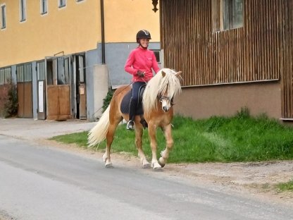 3-jähriger Haflingerwallach