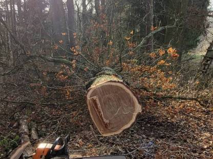 Bild 6:Erdbewegung und Holzschlägerung