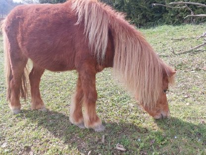 Bild 3:Shetty Pony Fuchs