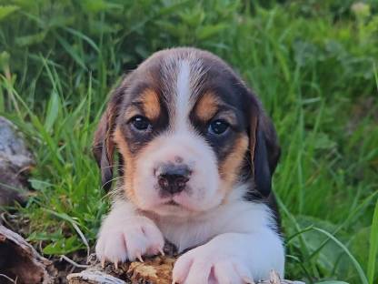 Bild 3:Beagle Welpen
