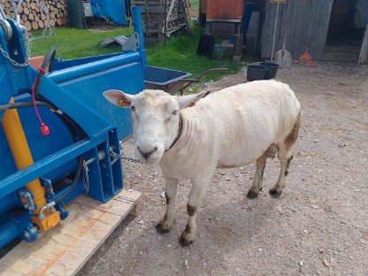 Bild 6:Texel-Merino Widder