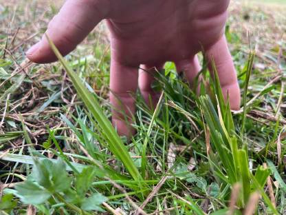 Bild 3:Mulcharbeiten Acker/ Grünland/ Weide/ Wiesenpflege