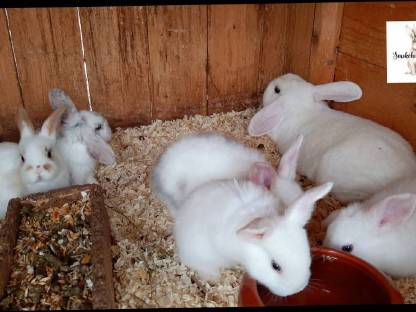 Zwergkaninchen Jungtiere