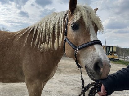 Haflinger Stute
